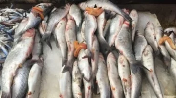 قائمة أسواق مطروح.. سعر كجم البوري يتخطى 160 جنيهًا بتعاملات الأربعاء